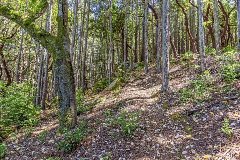 Trail (5)